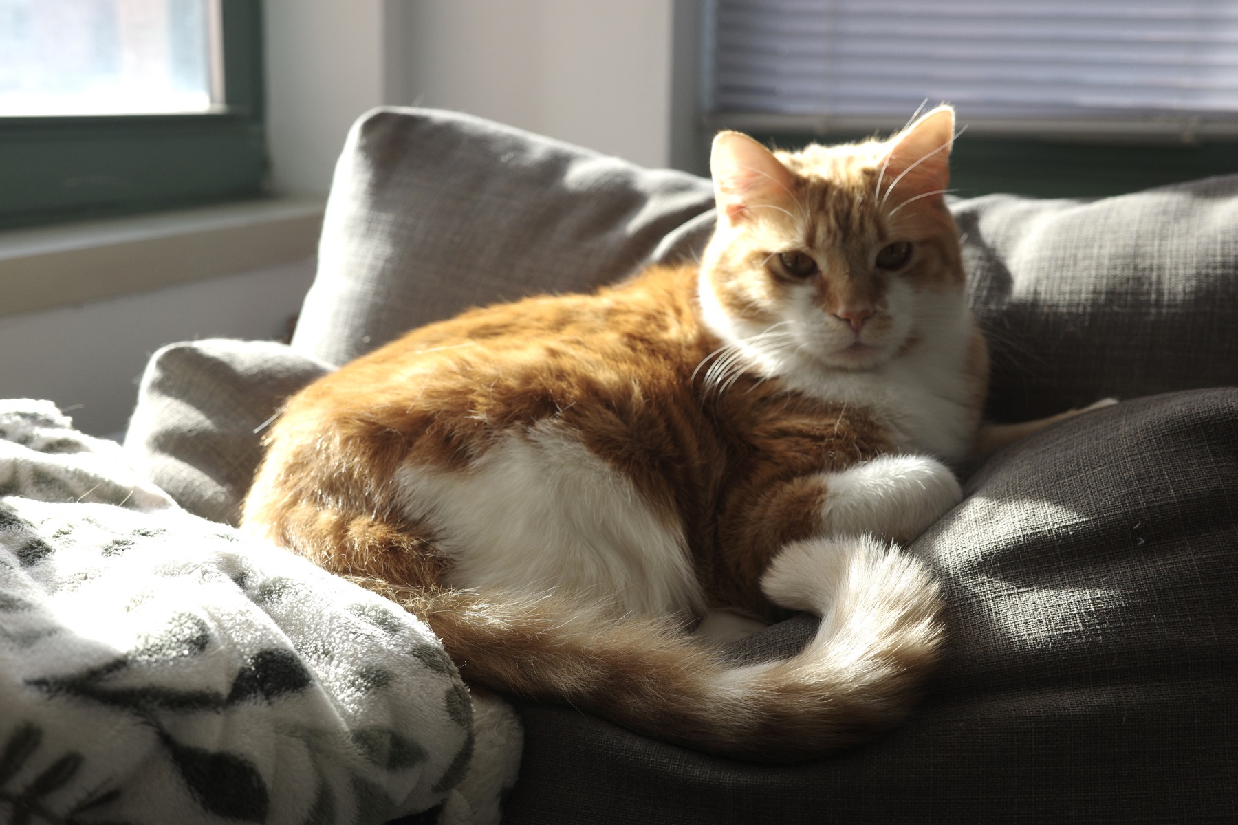 Orange American shorthair cat